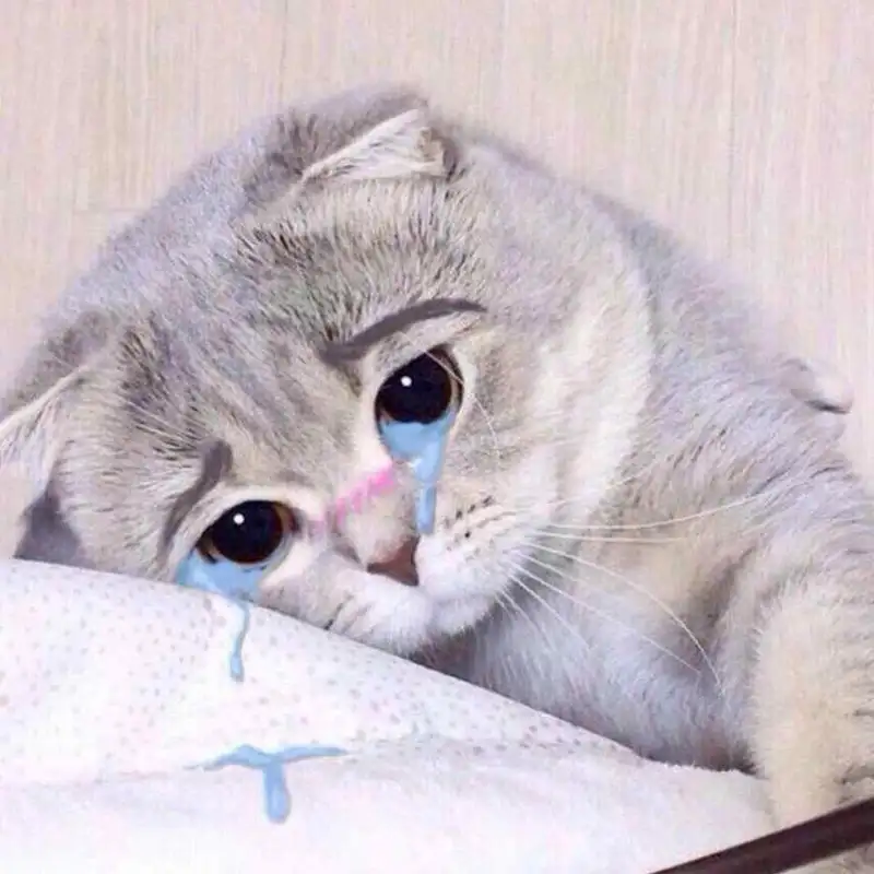 Meme cry cat là lựa chọn hoàn hảo để mô tả tâm trạng khó nói