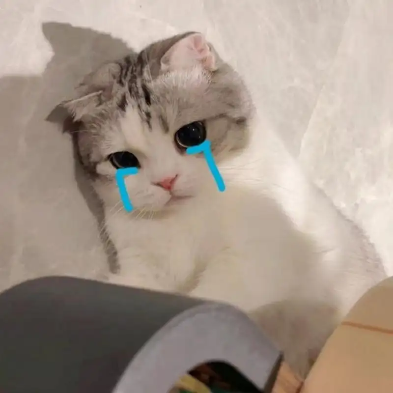 Cat meme crying kết hợp hài hước và đáng yêu trong từng khung hình