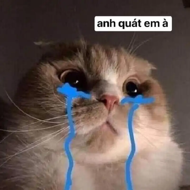 Cry meme cat là biểu tượng vui nhộn được yêu thích trên mạng xã hội