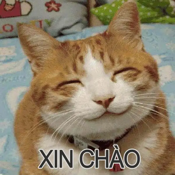 Meme mèo xin chào dễ thương sẽ làm trái tim bạn tan chảy