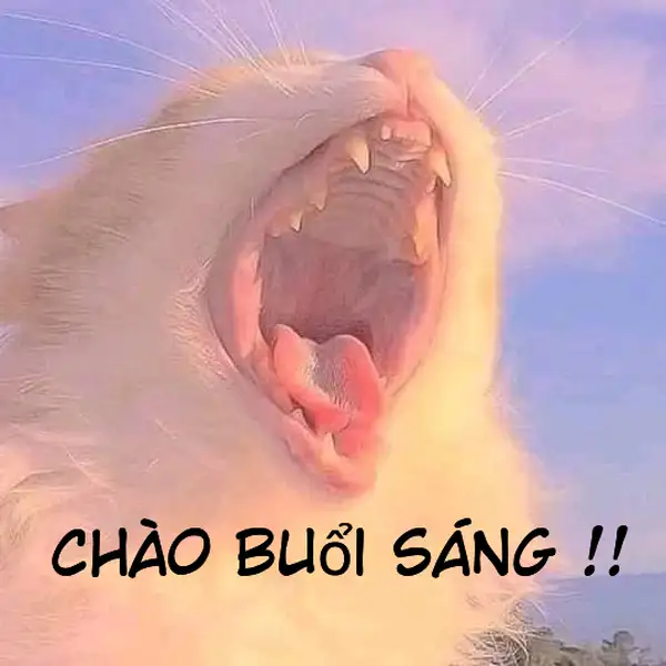 Meme mèo chào buổi sáng này sẽ khiến bạn bắt đầu ngày mới tràn đầy năng lượng