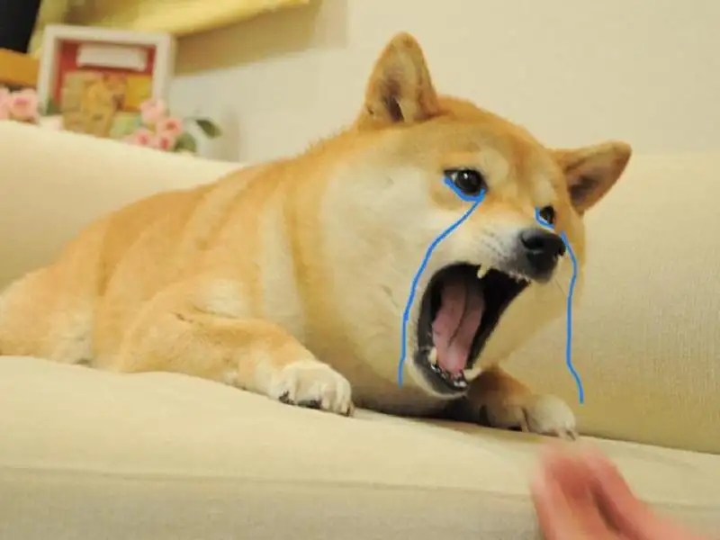 Meme chó shiba cười mang lại những khoảnh khắc vui nhộn