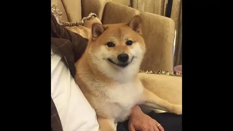 Shiba cheems meme vietnam tạo nên trào lưu mới trên mạng xã hội