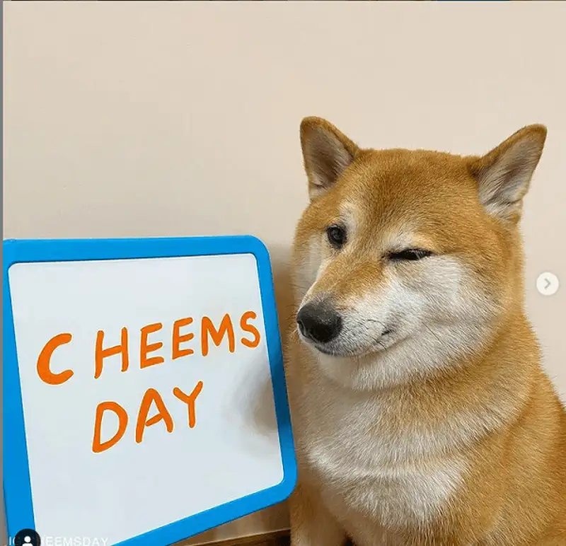 Shiba meme chó shiba dễ thương và vui nhộn giúp bạn thư giãn