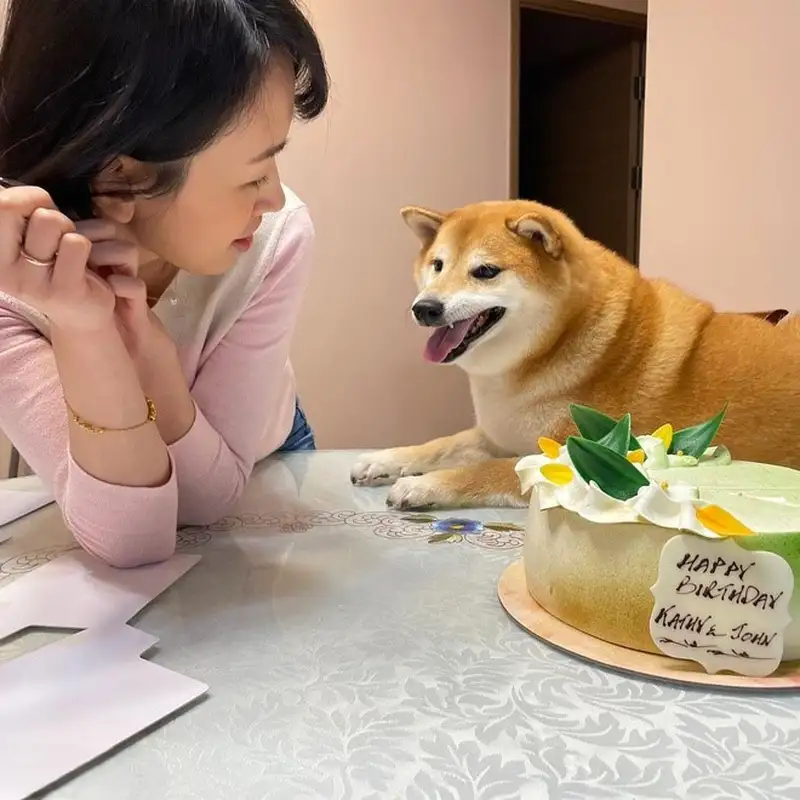 Shiba bonk meme đầy hài hước, khiến bạn không thể ngừng cười