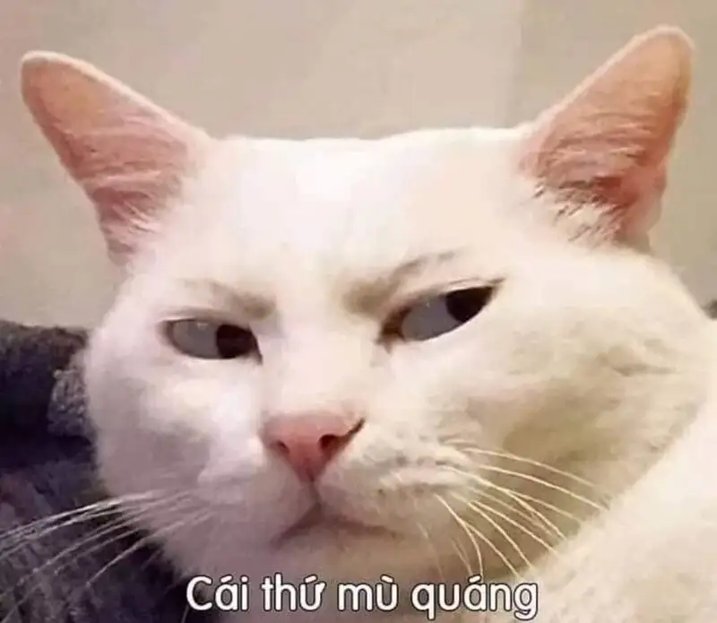 Meme mèo cười cute mang lại niềm vui cho ngày mới