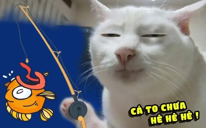 Meme con mèo cute giúp bạn thư giãn và cười thoải mái