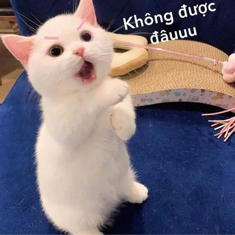 Vô tri meme mèo khóc cute mang lại tiếng cười cho mọi người