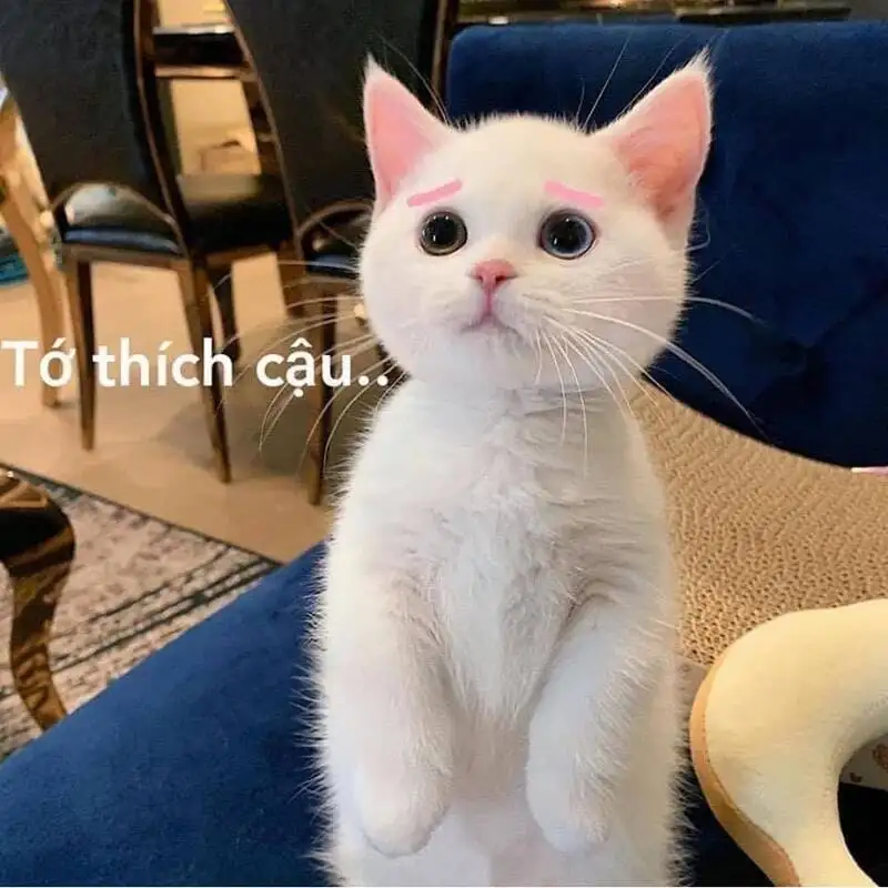 Meme mèo cute cười giúp bạn thư giãn và cười thoải mái