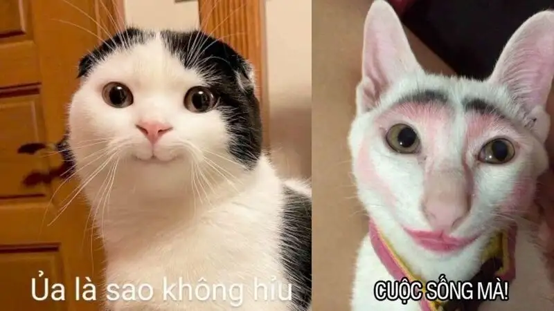 Cute meme mèo tặng hoa dễ thương cho những ai yêu thích