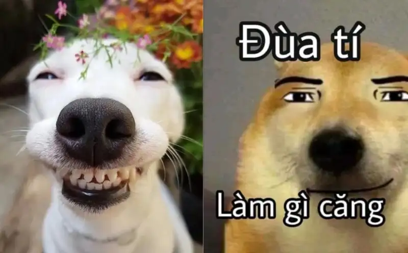 Meme dog smile mang lại niềm vui cho mọi người