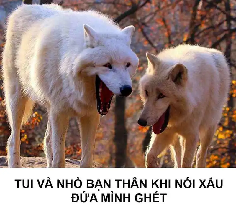 Sus dog meme hài hước cho những ai yêu thích meme độc đáo