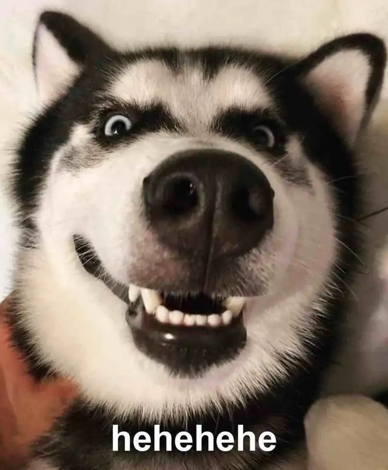 Smiling dog meme dễ thương cho những ai yêu thích chó