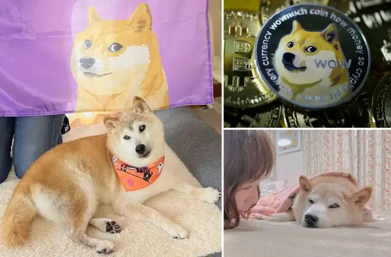 Smile dog meme mang lại niềm vui cho những ai yêu thích chó