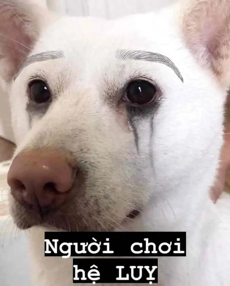 Meme dogs vui nhộn cho những ai yêu thích chó