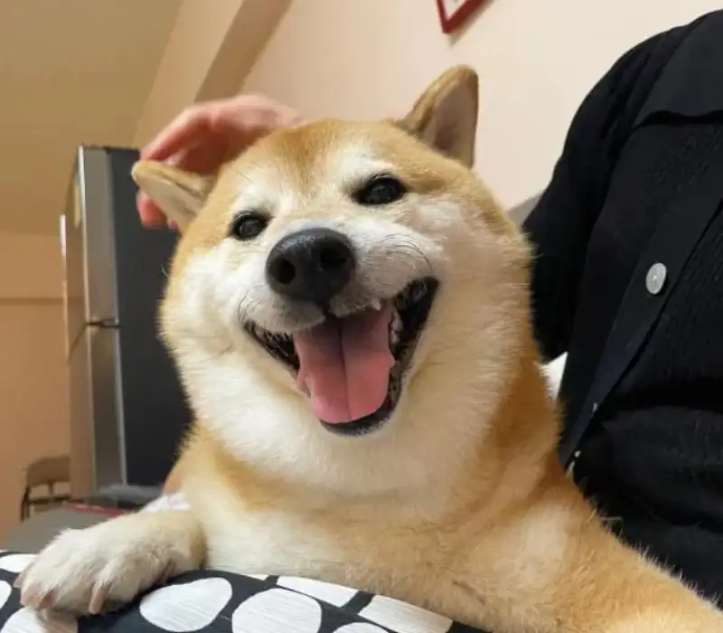 Dog smiling meme dễ thương khiến bạn muốn chia sẻ ngay