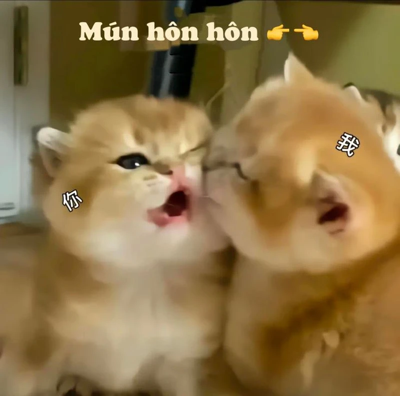 Meme hôn hài hước mang đến tiếng cười bất ngờ cho mọi người