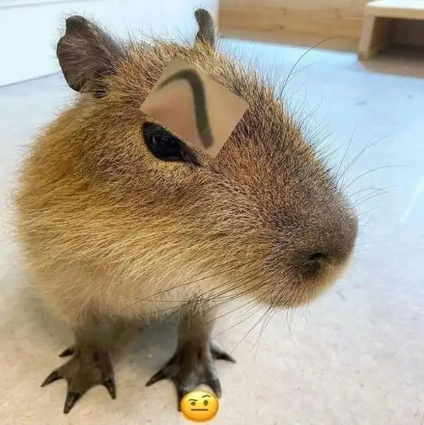 Capybara meme pictures mang đến những khoảnh khắc đáng nhớ