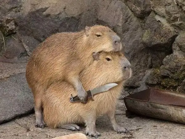 Capybara meme cầm dao thể hiện sự hài hước độc đáo