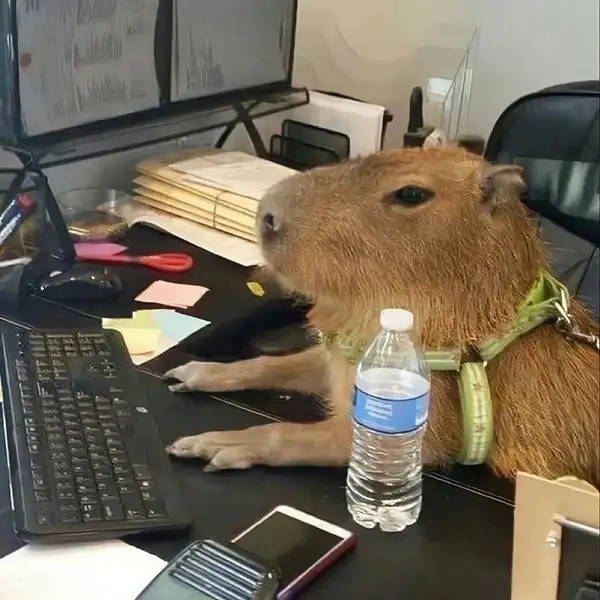 Capybara meme drawing là cách thể hiện sự sáng tạo