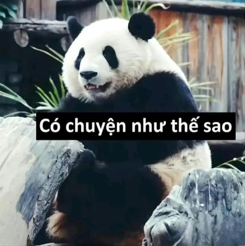 Meme gấu trúc troll face khiến bạn không thể nhịn cười với biểu cảm hài hước