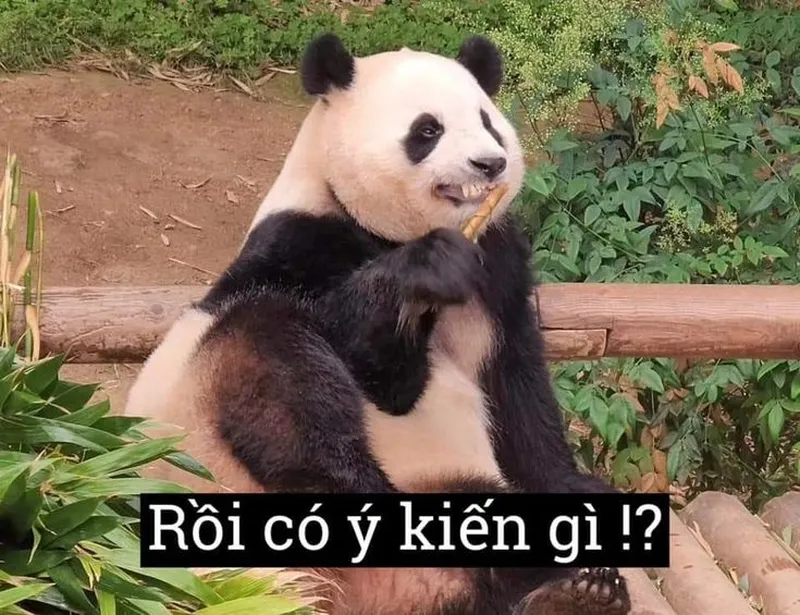 Meme gấu trúc trung quốc mang lại tiếng cười cho mọi người