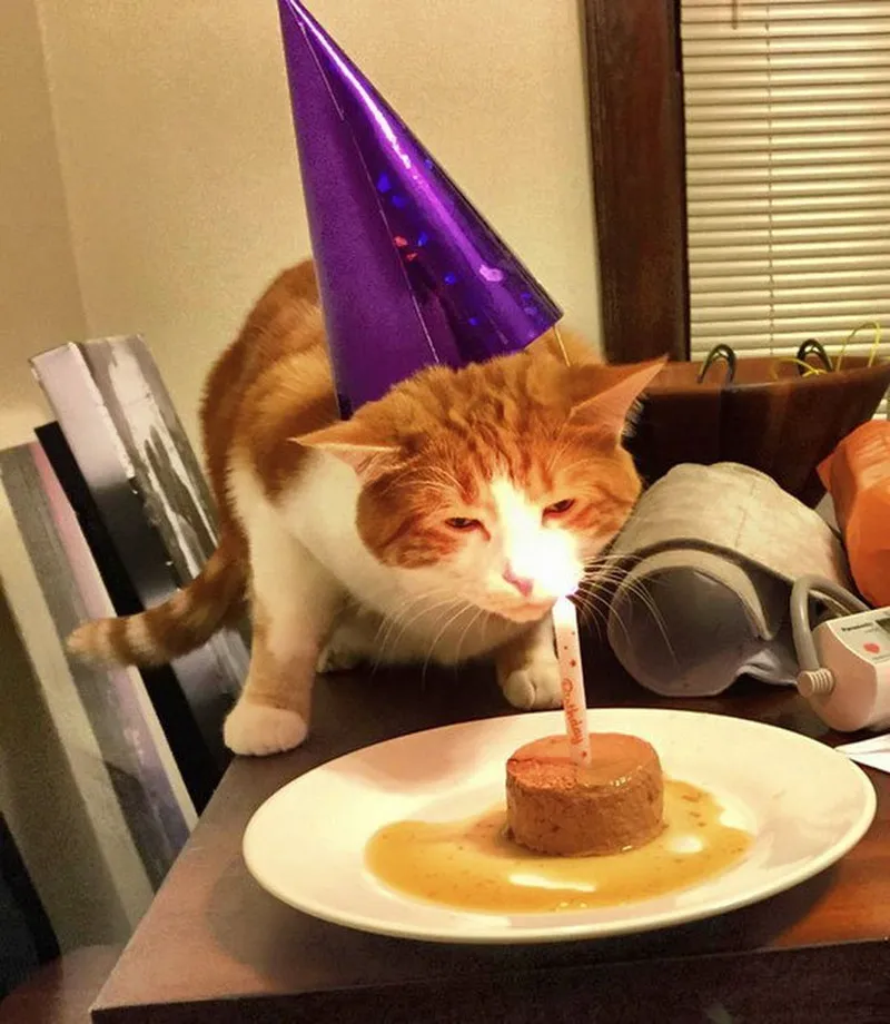 Gif happy birthday meme luôn tạo ra những khoảnh khắc vui vẻ