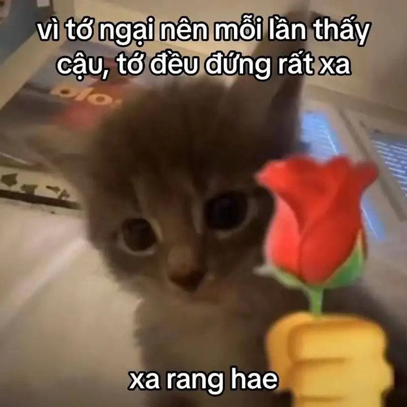 I love my school meme thể hiện tình yêu với mái trường thân yêu