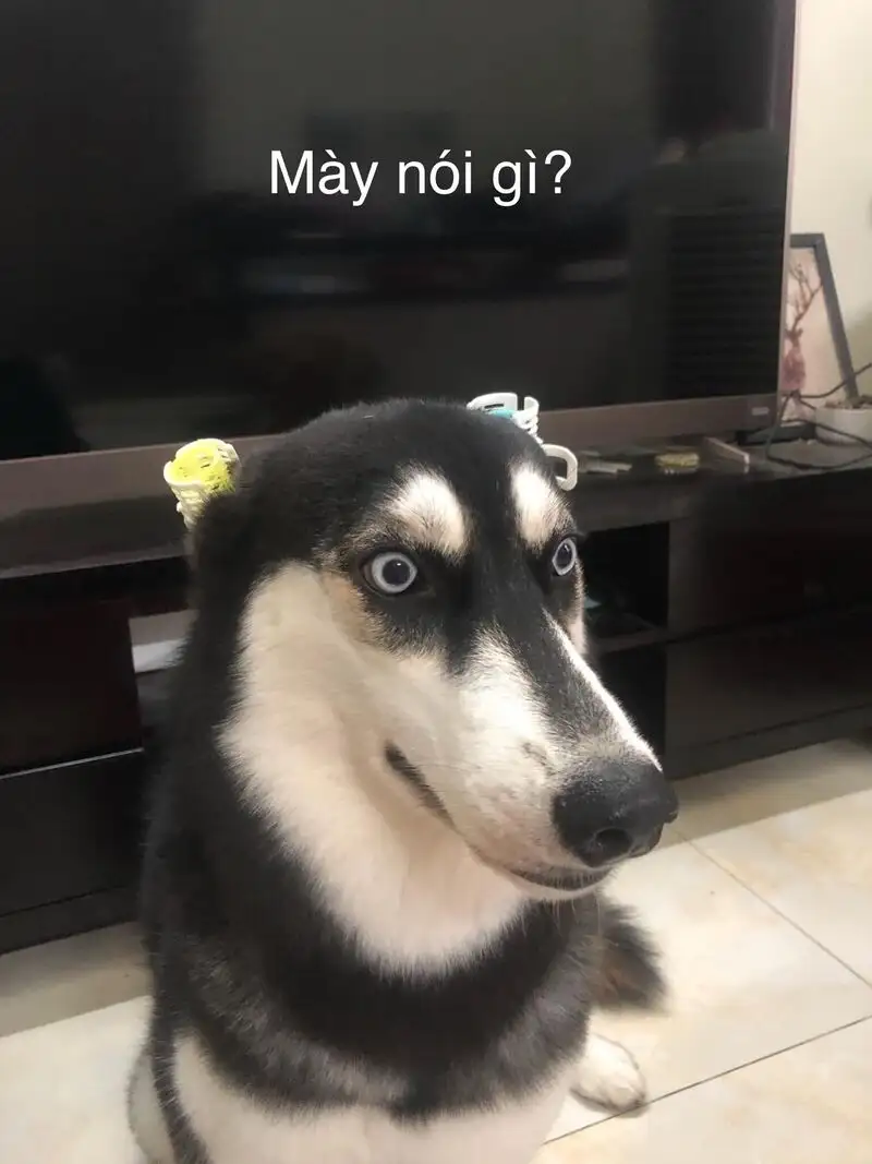 Ảnh meme mèo cute dễ thương khiến bạn không thể quên