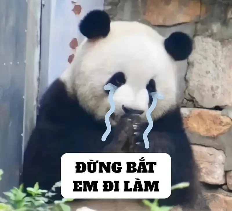 Icon hài hước ảnh meme cute dễ thương cho những ai yêu thích