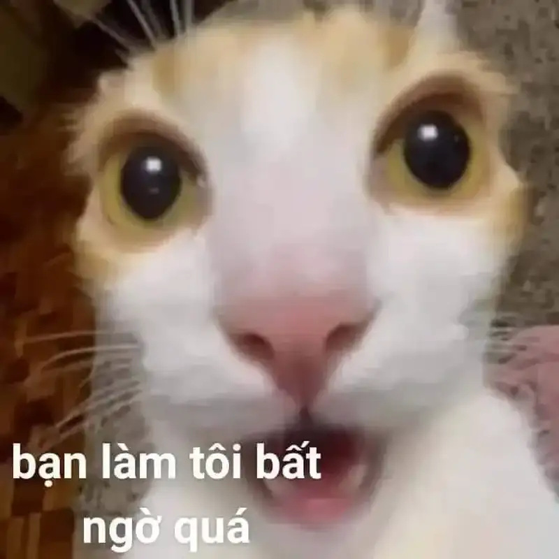 Ngạc nhiên meme bất ngờ dễ thương cho những ai yêu thích