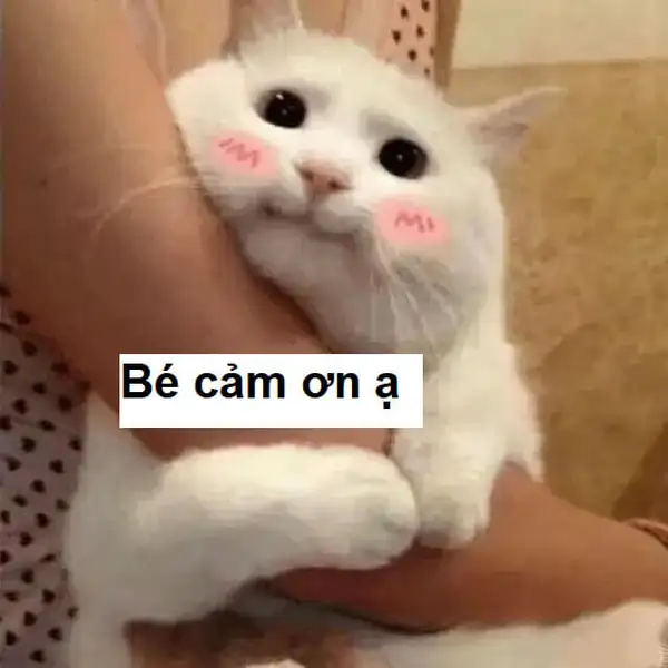 Meme cảm ơn các bạn đã lắng nghe mang lại cảm xúc chân thành