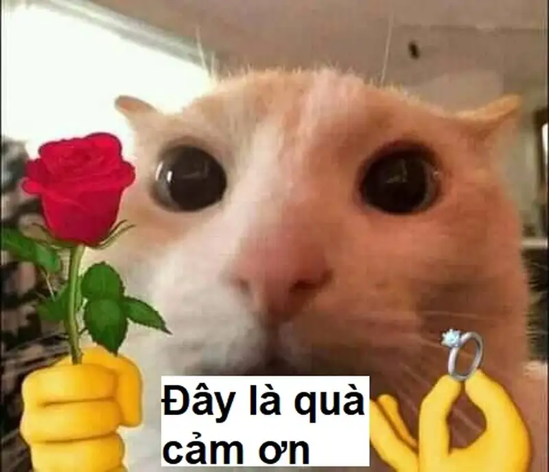 Cảm ơn bạn meme dễ thương cho những ai yêu thích