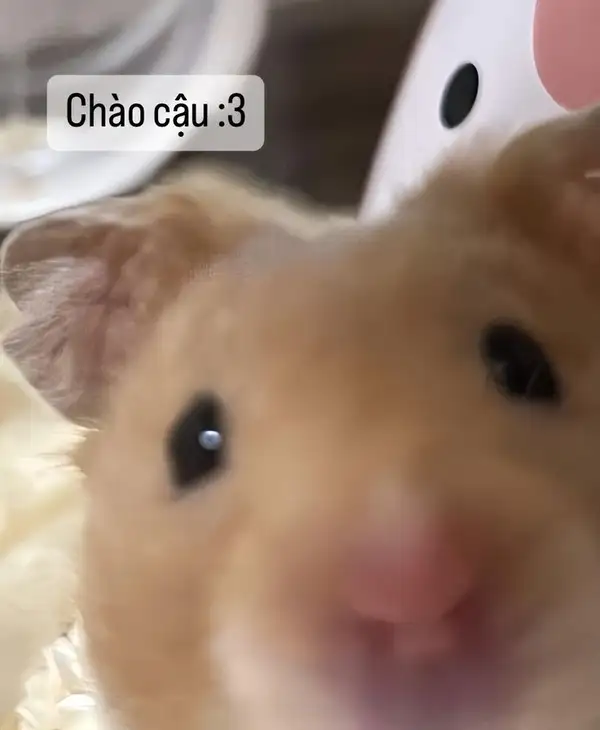 Chia sẻ ảnh chào meme này để tạo dấu ấn riêng trong các cuộc trò chuyện