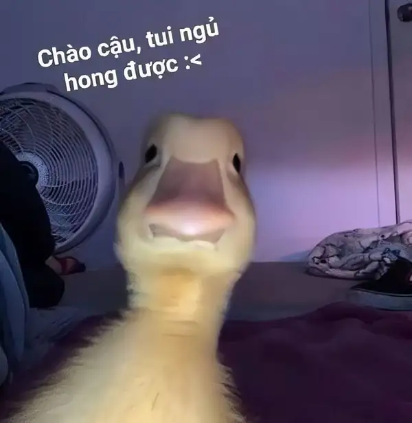 Ảnh xin chào meme mang đến niềm vui và sự tươi mới cho mọi người