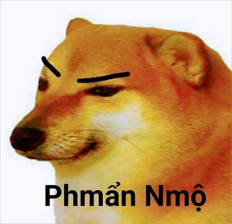 Meme con chó shiba luôn khiến bạn phải mỉm cười