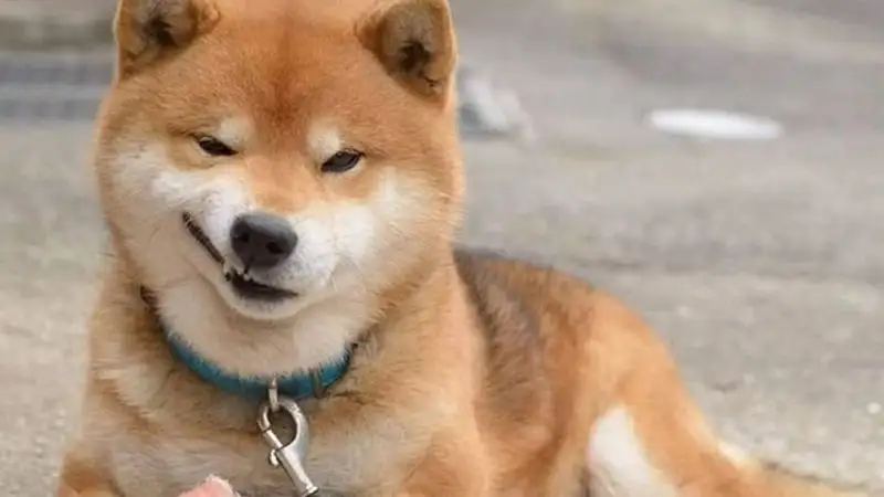 Chó shiba cute chibi mang lại niềm vui cho ngày mới