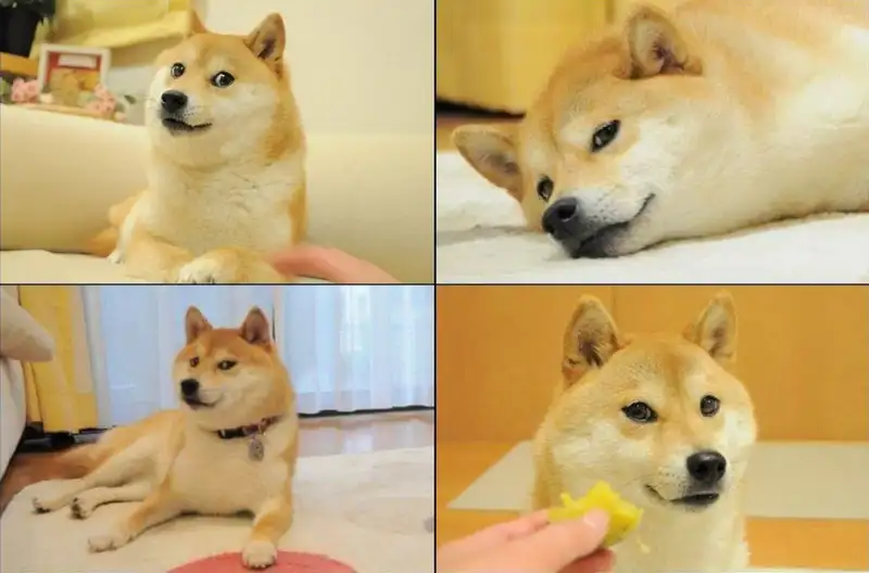 Shiba inu dog meme với những khoảnh khắc ngộ nghĩnh đầy vui nhộn