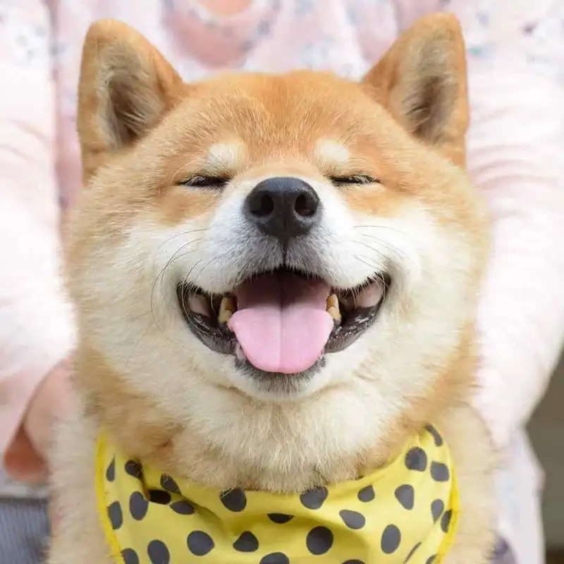 Chó shiba bựa mang lại tiếng cười cho những ai yêu thích sự hài hước