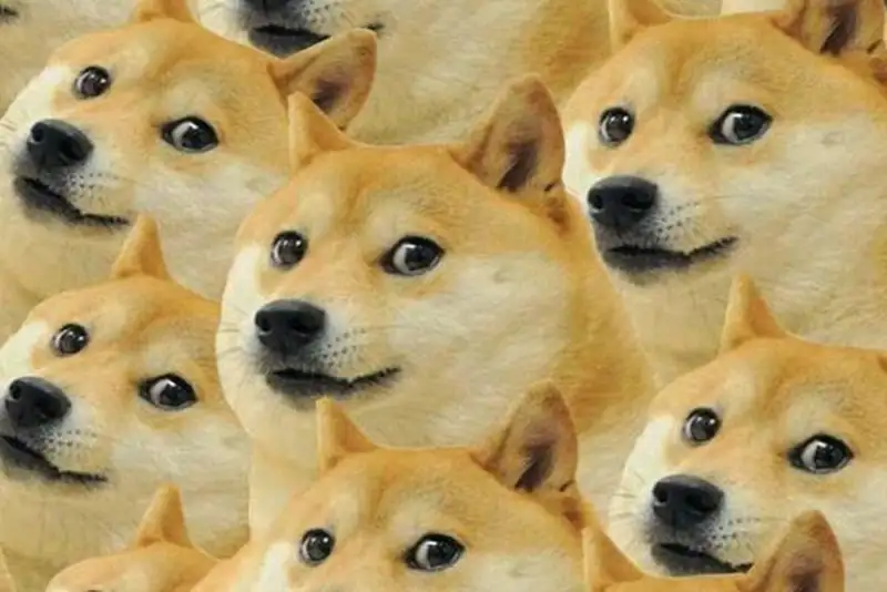 Shiba meme png độc đáo và dễ thương, phù hợp làm ảnh đại diện