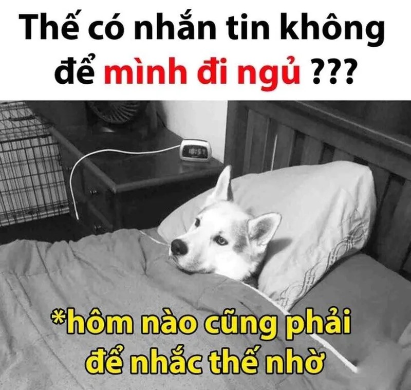 Meme ngủ đi nhẹ nhàng khuyên bạn đến lúc phải nghỉ ngơi rồi