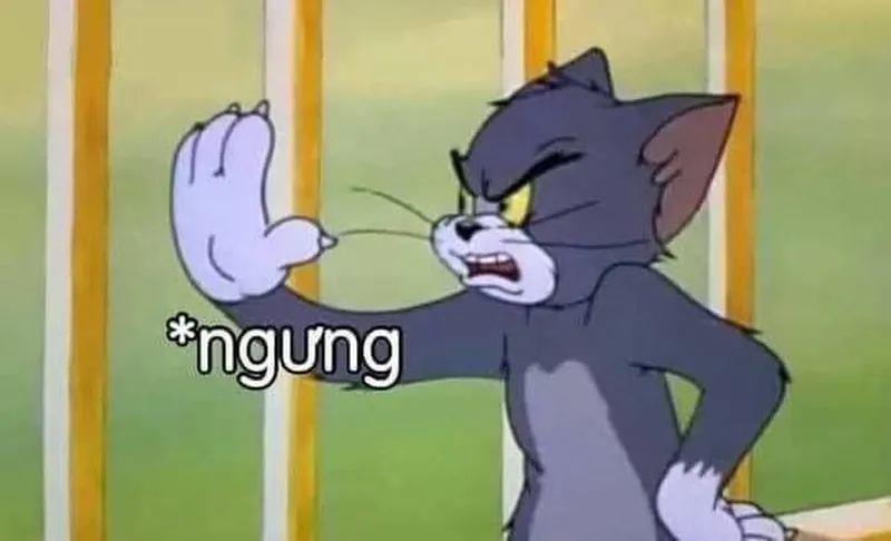 Meme mèo đánh nhau luôn tạo ra những khoảnh khắc đáng yêu