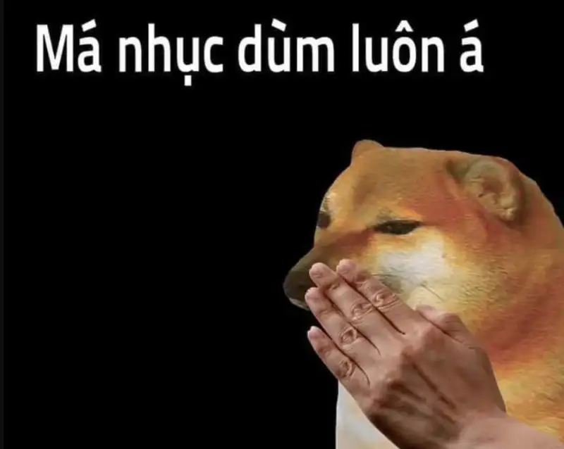 Ảnh doge meme dễ thương khiến bạn muốn chia sẻ ngay