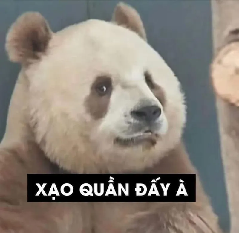 Meme gấu trúc weibo dễ thương khiến bạn không thể rời mắt