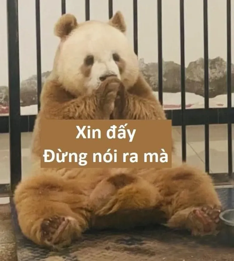 Ảnh chế meme gấu trúc khiến bạn không thể nhịn cười