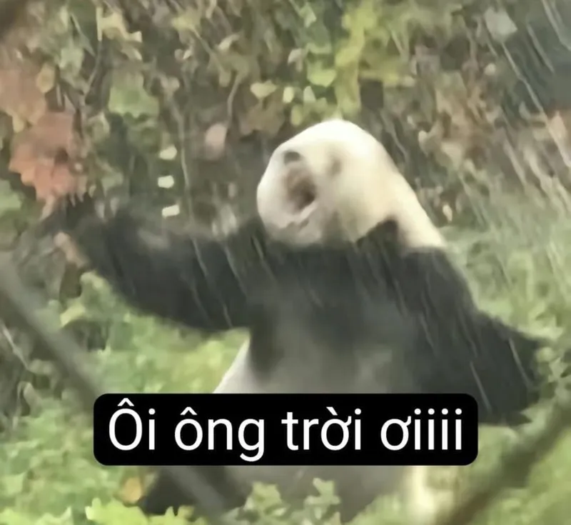 Meme gấu trúc tức giận châm biếm nhưng rất thú vị