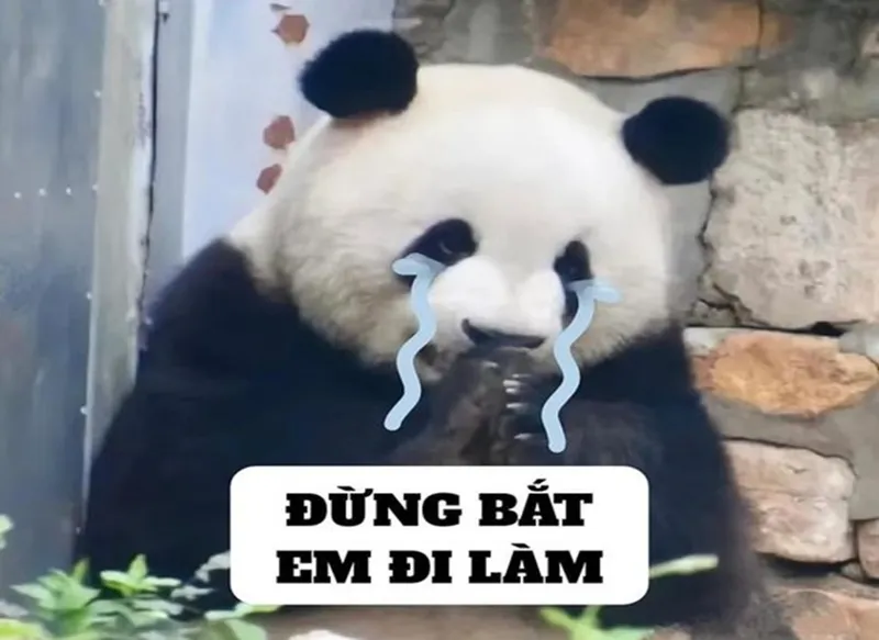 Meme gấu trúc mệt mỏi châm biếm nhưng rất thú vị