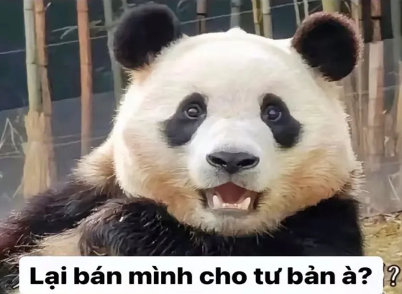 Meme con gấu trúc khiến bạn không thể nhịn cười