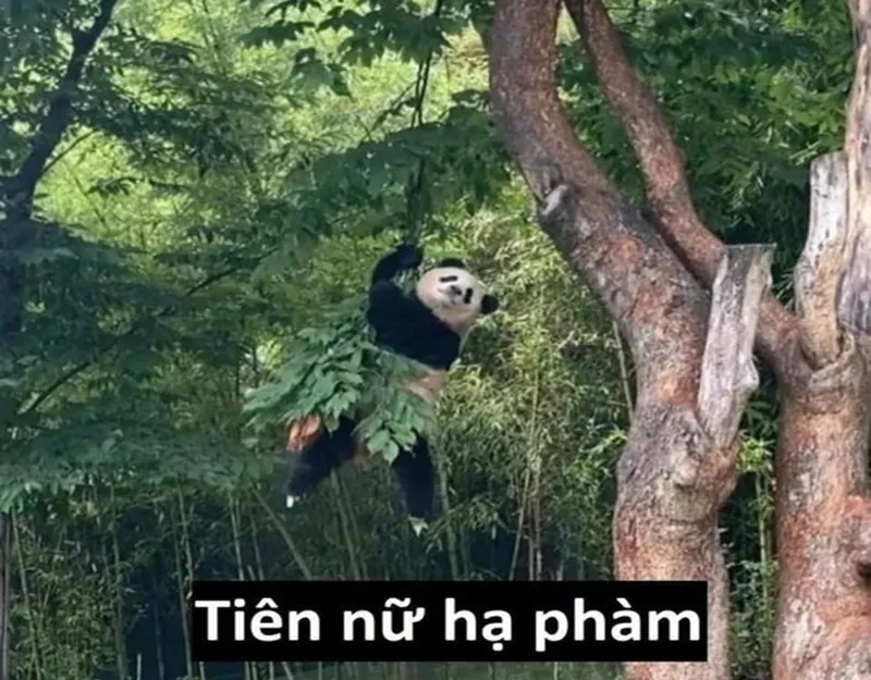 Meme trung quốc gấu trúc dễ thương khiến bạn muốn chia sẻ ngay