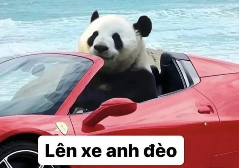 Mắt gấu trúc meme khiến bạn cười ngất với những biểu cảm siêu dễ thương 